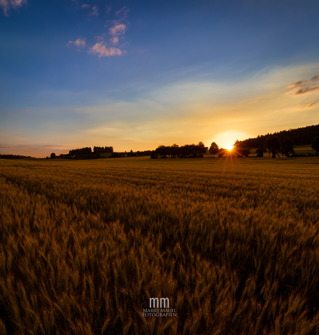 Sonnenuntergang im Kornfeld 2