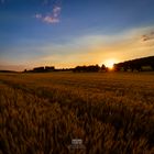 Sonnenuntergang im Kornfeld 2