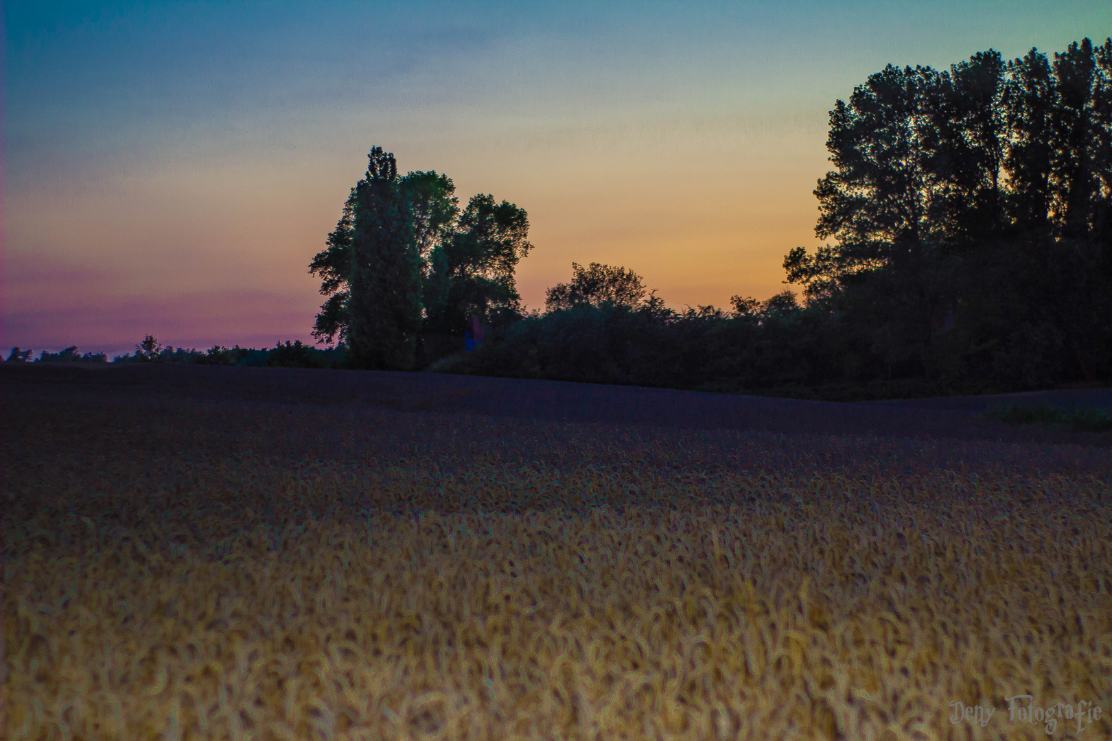 Sonnenuntergang im Kornfeld