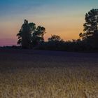 Sonnenuntergang im Kornfeld