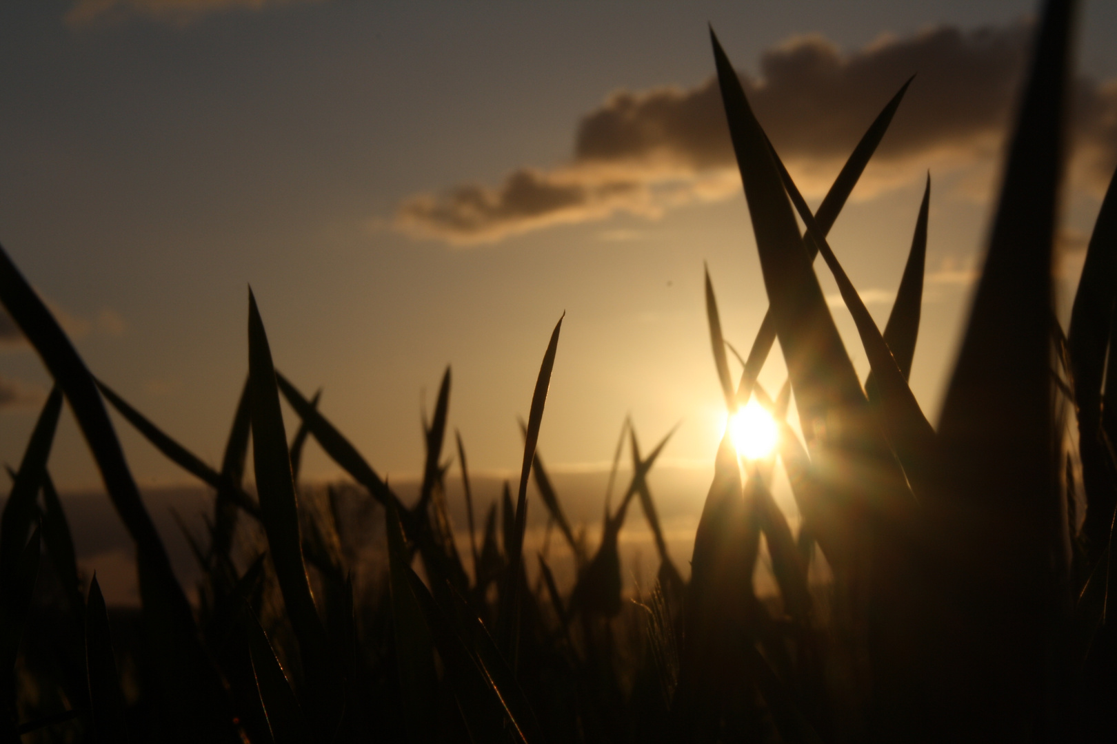 Sonnenuntergang im Kornfeld