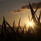 Sonnenuntergang im Kornfeld