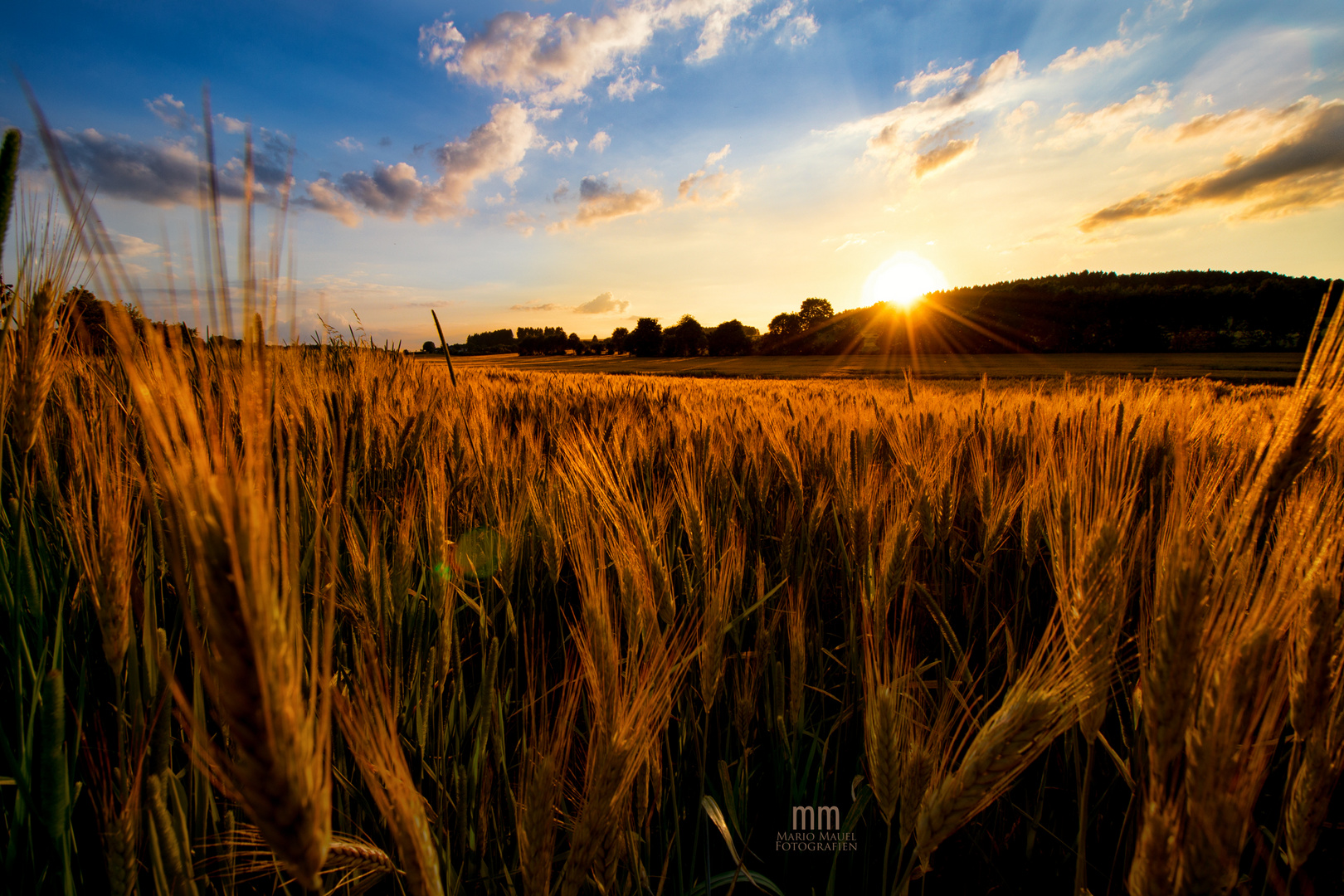 Sonnenuntergang im Kornfeld