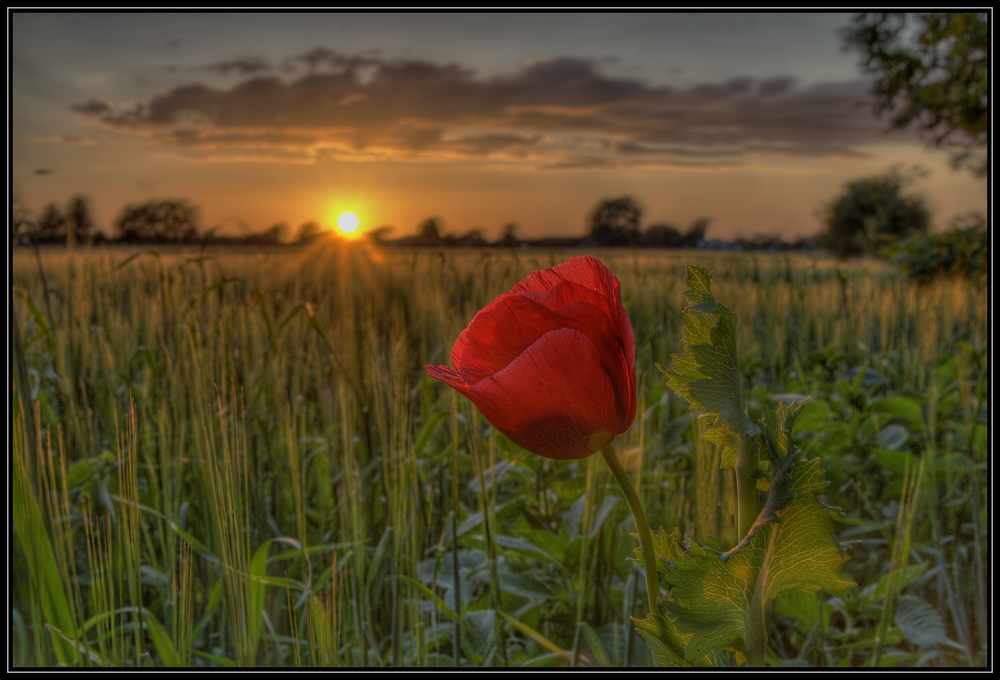 Sonnenuntergang im Kornfeld