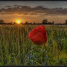 Sonnenuntergang im Kornfeld