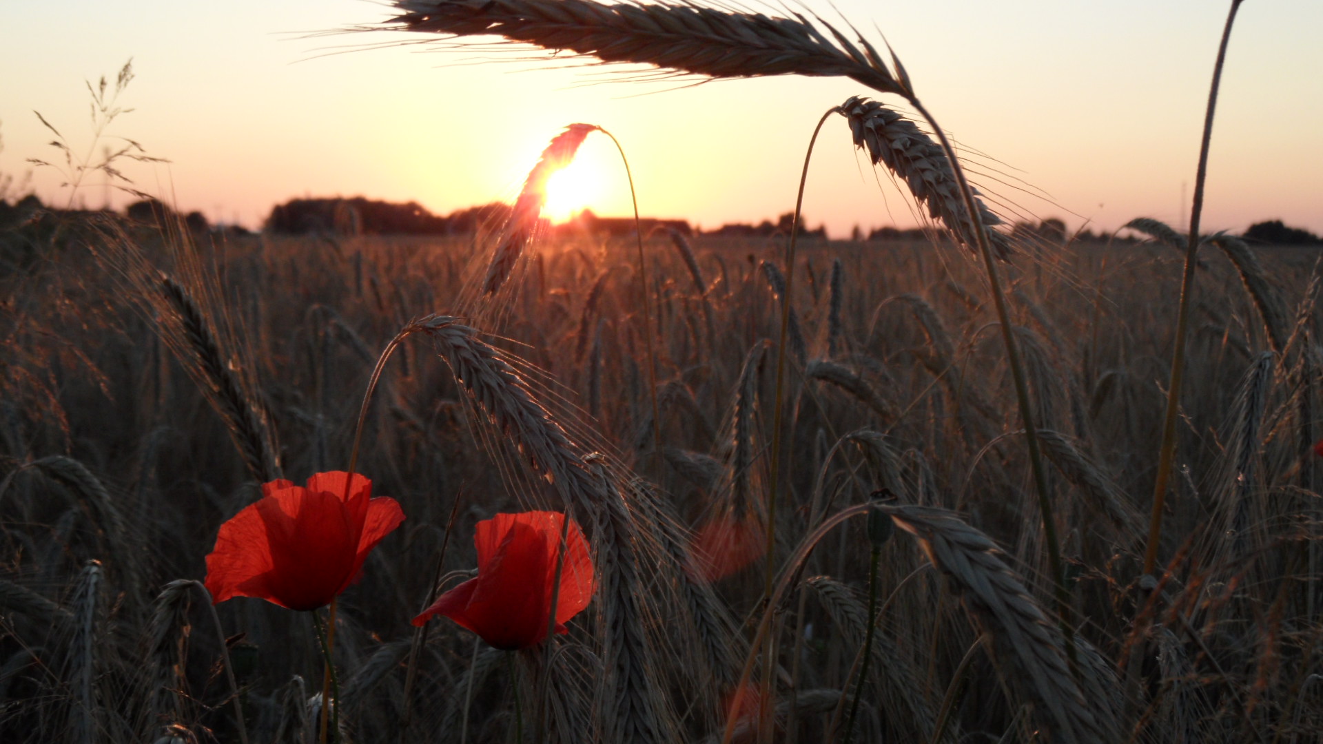 "Sonnenuntergang im Kornfeld"