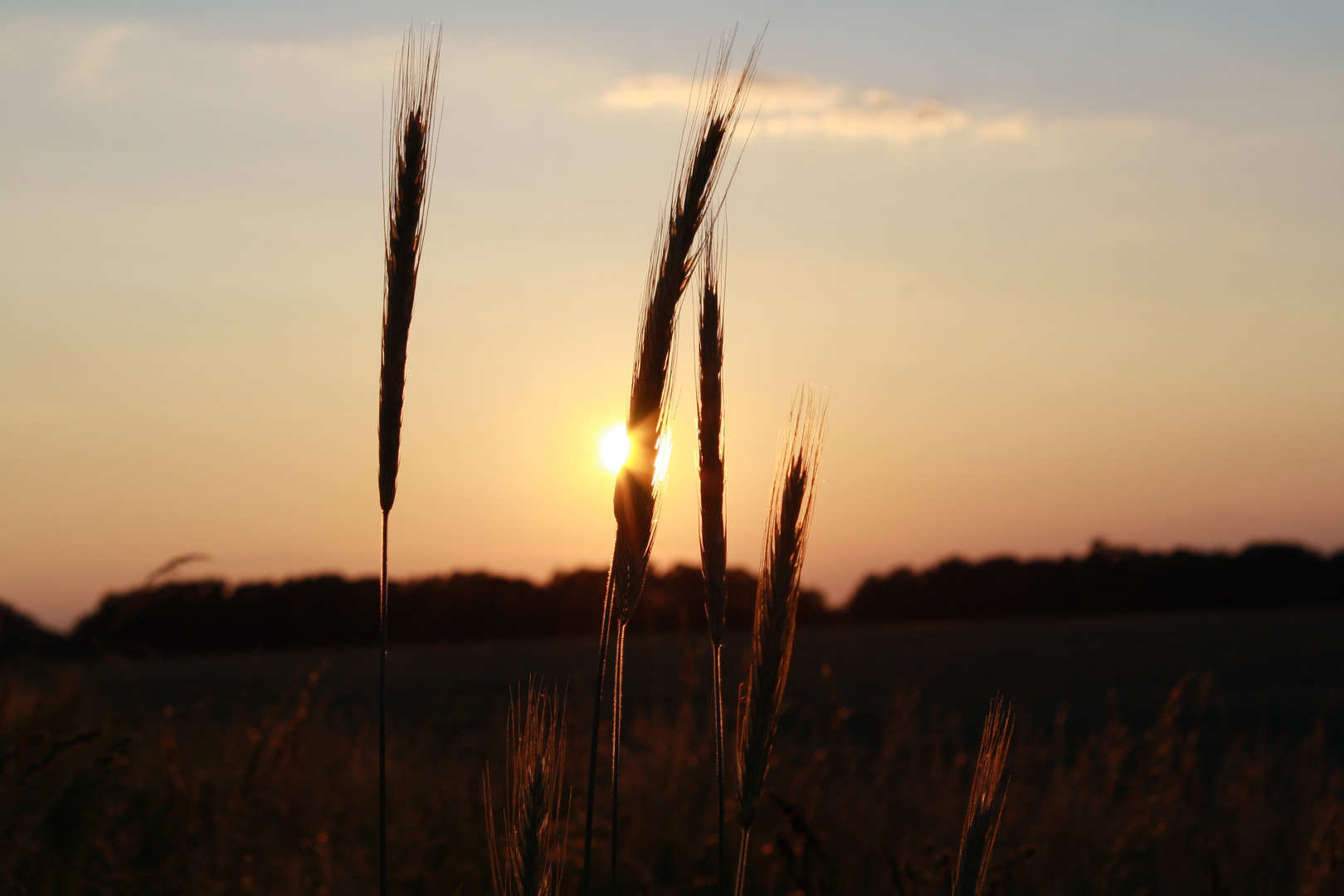 Sonnenuntergang im Kornfeld