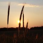 Sonnenuntergang im Kornfeld