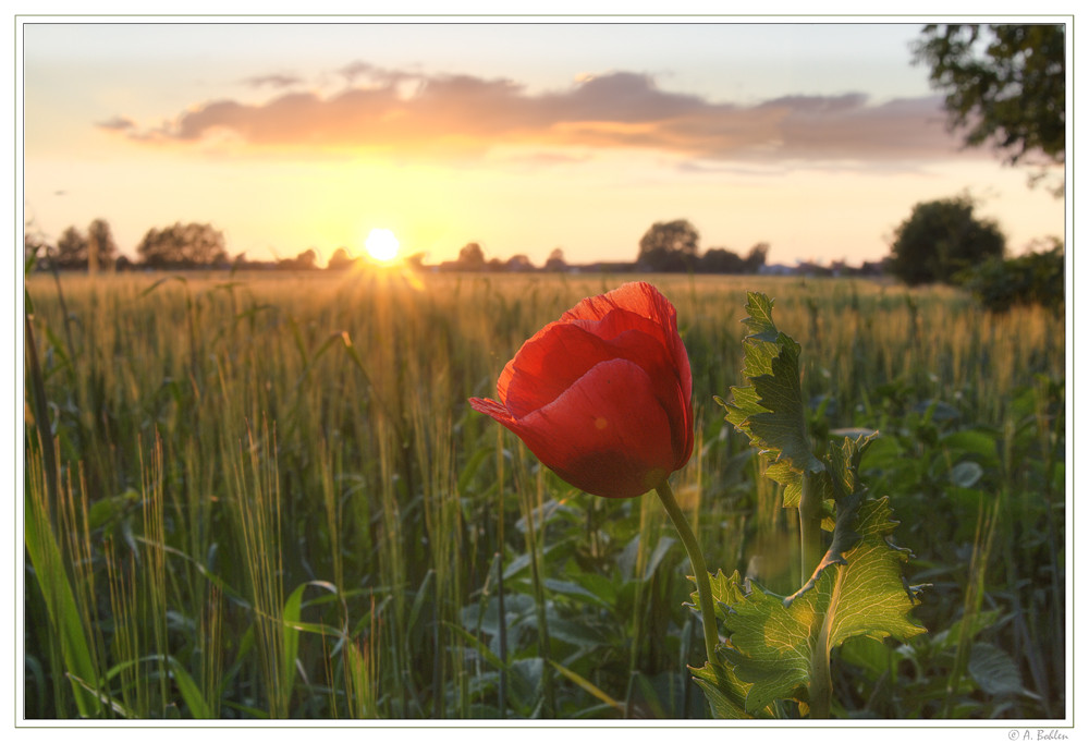 Sonnenuntergang im Kornfeld * Reloaded *