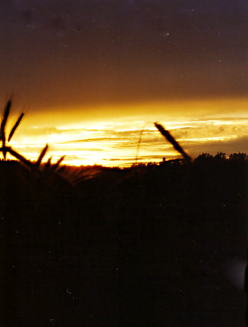 Sonnenuntergang im Kornfeld2