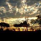 Sonnenuntergang im Krügerpark 2 (Südafrika)