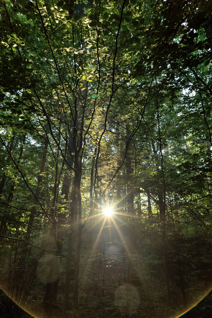 Sonnenuntergang im Laubwald