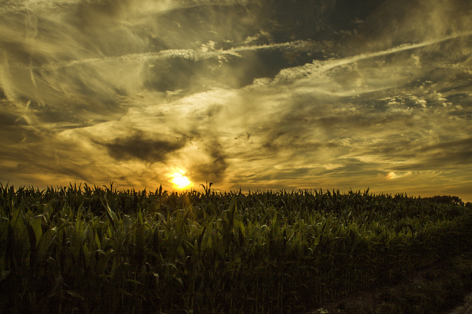 Sonnenuntergang im Maisfeld