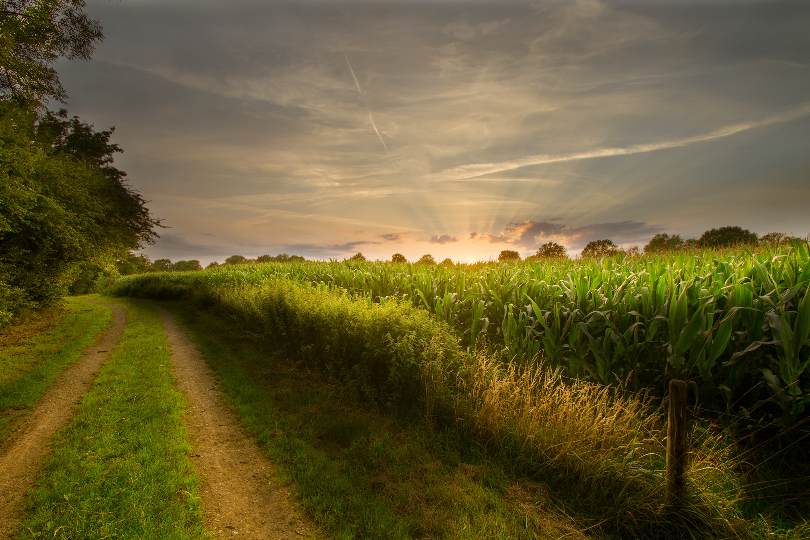 Sonnenuntergang im Maisfeld