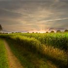 Sonnenuntergang im Maisfeld