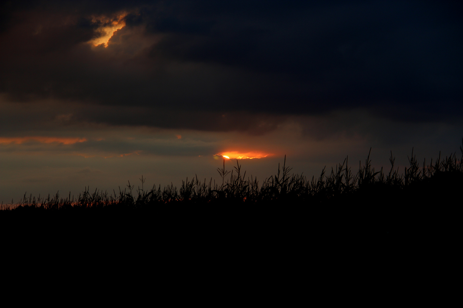 Sonnenuntergang im Maisfeld