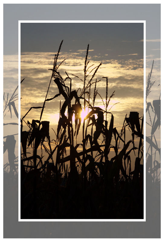 Sonnenuntergang im Maisfeld