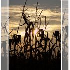 Sonnenuntergang im Maisfeld