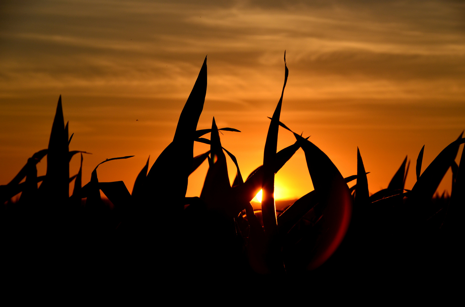 Sonnenuntergang im Maisfeld.