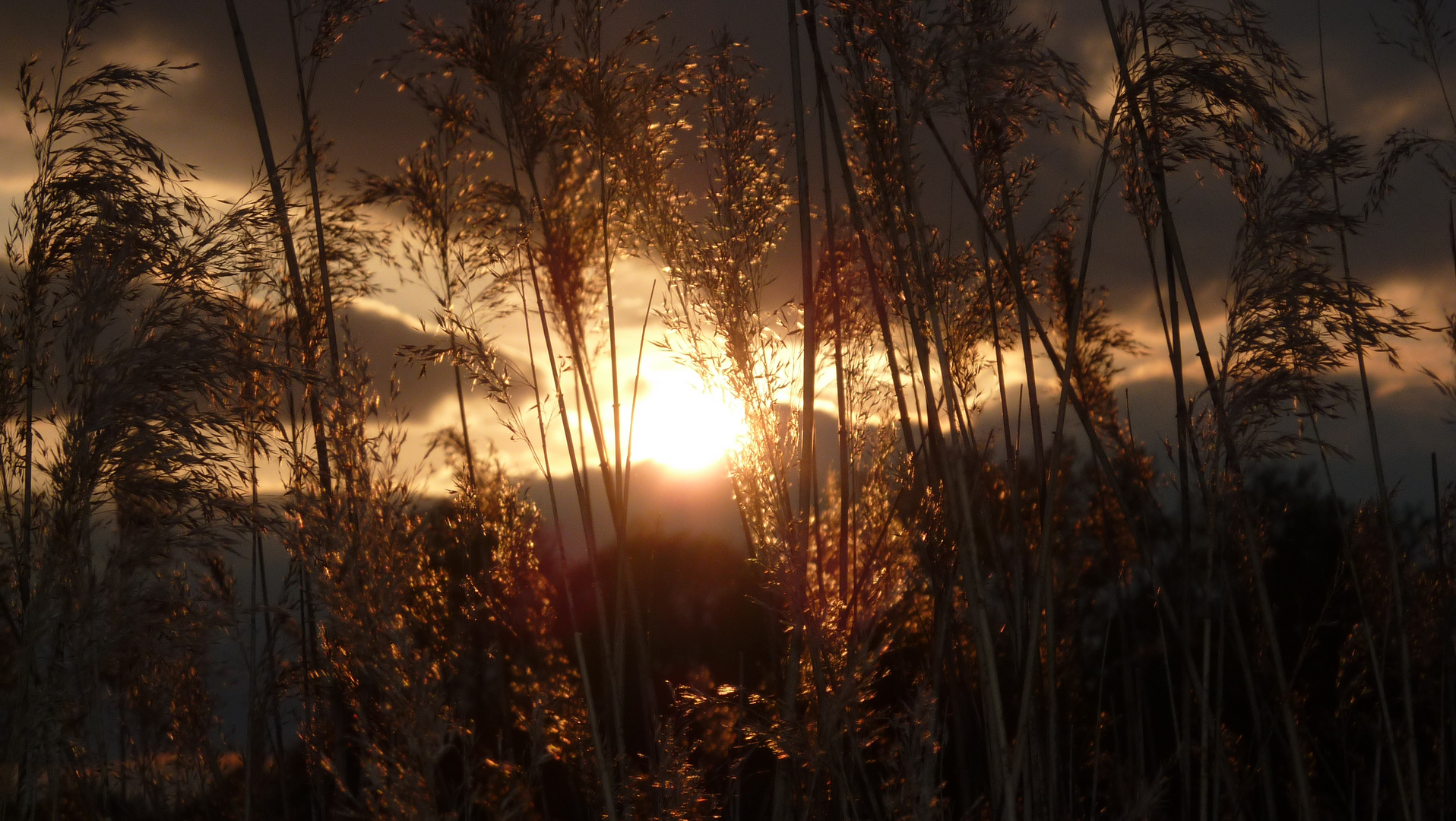 Sonnenuntergang im Mönchbruch