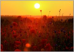 Sonnenuntergang im Mohnblütenmeer