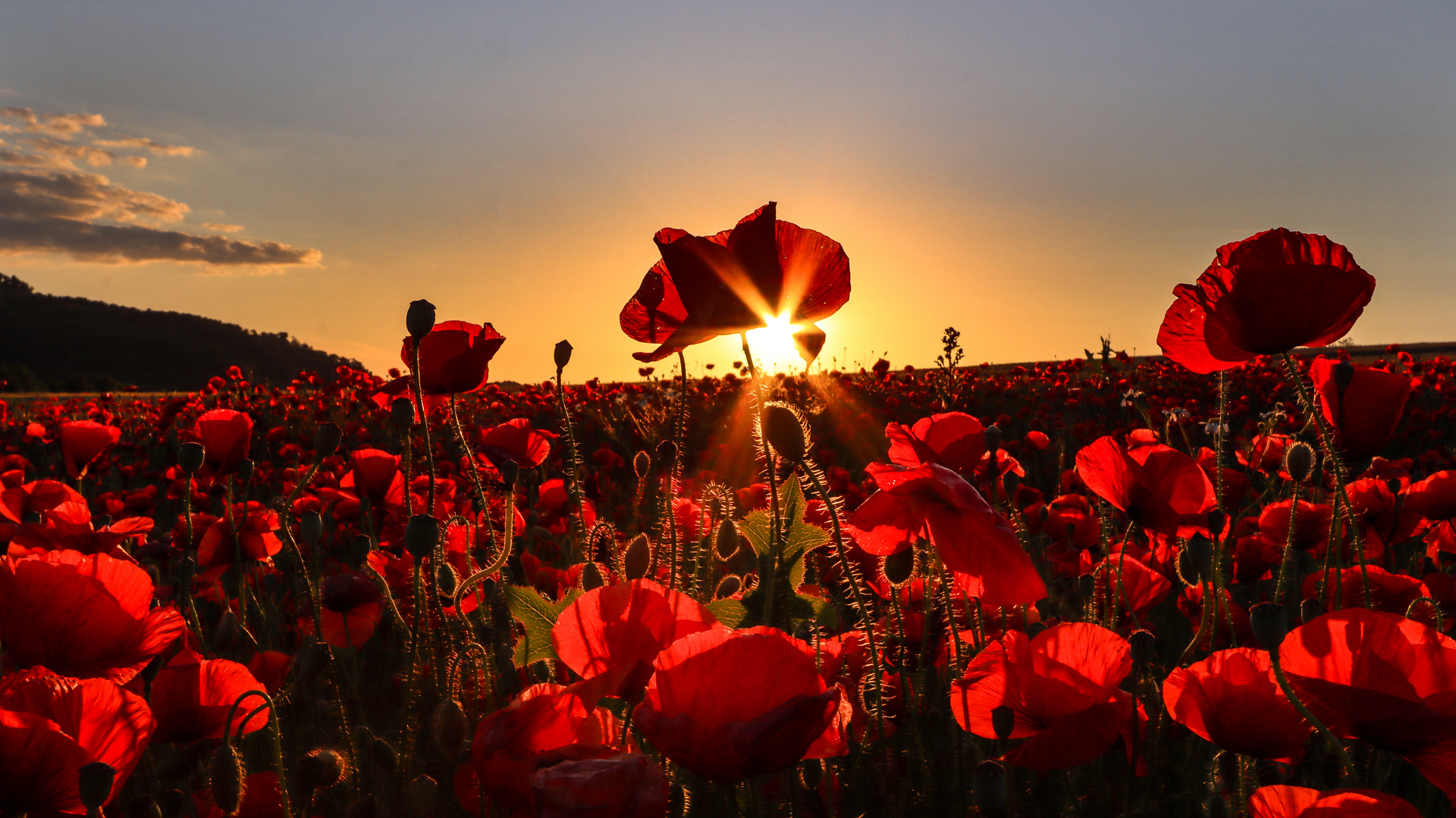 Sonnenuntergang im Mohnfeld