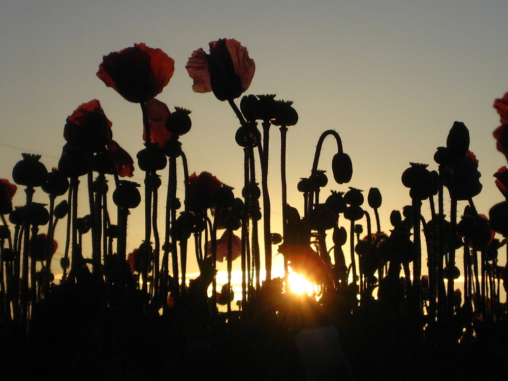 Sonnenuntergang im Mohnfeld