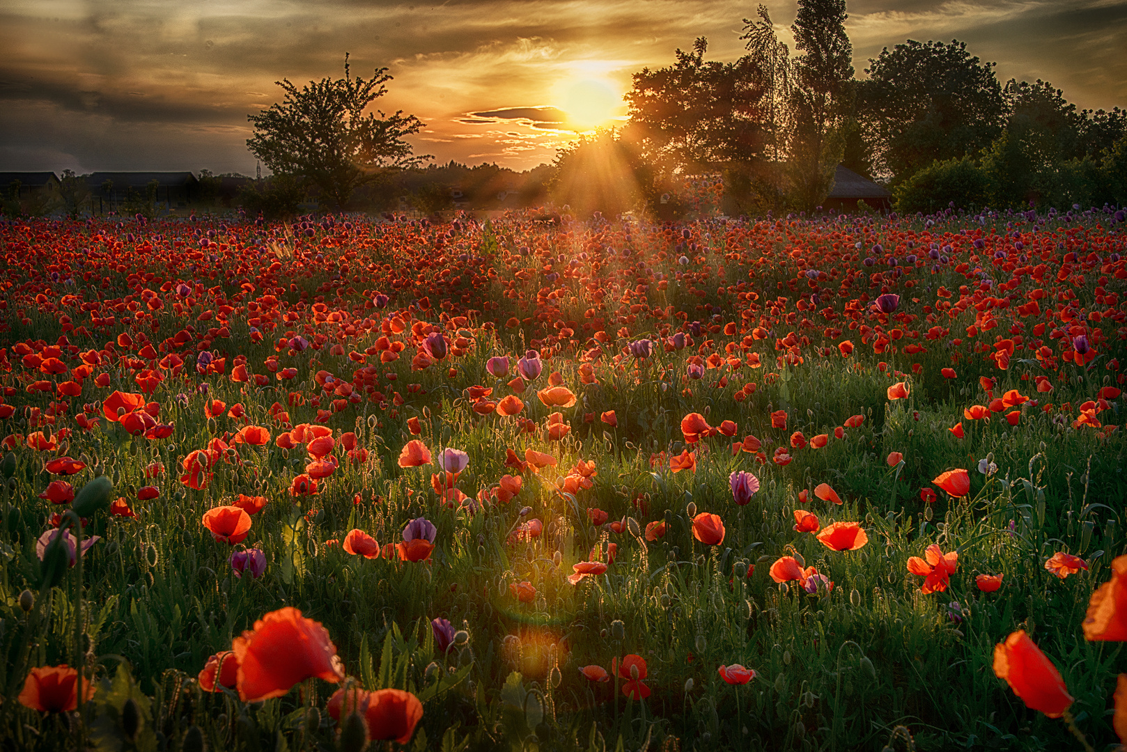 Sonnenuntergang im Mohnfeld
