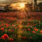 Sonnenuntergang im Mohnfeld