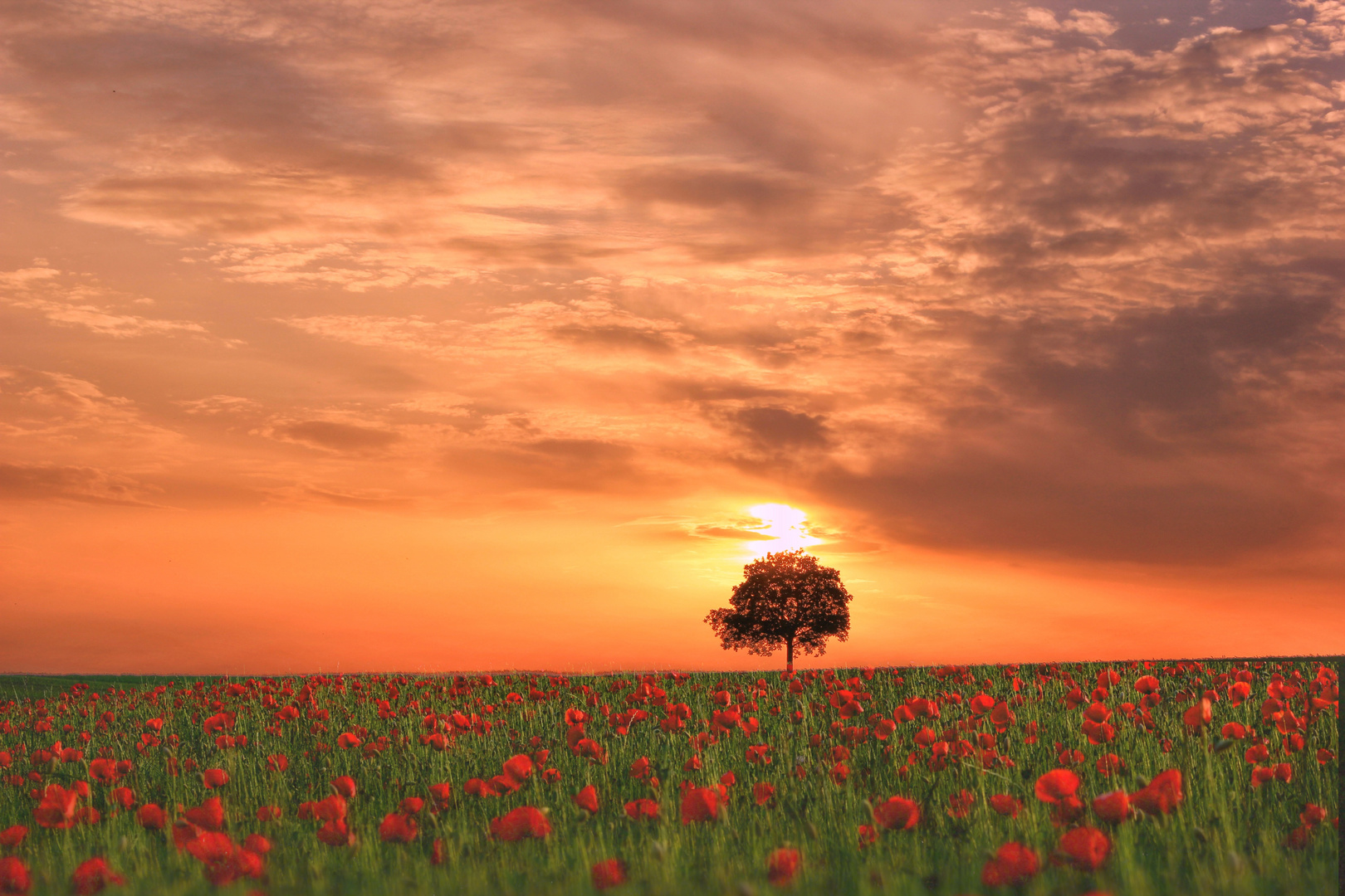 Sonnenuntergang im Mohnfeld