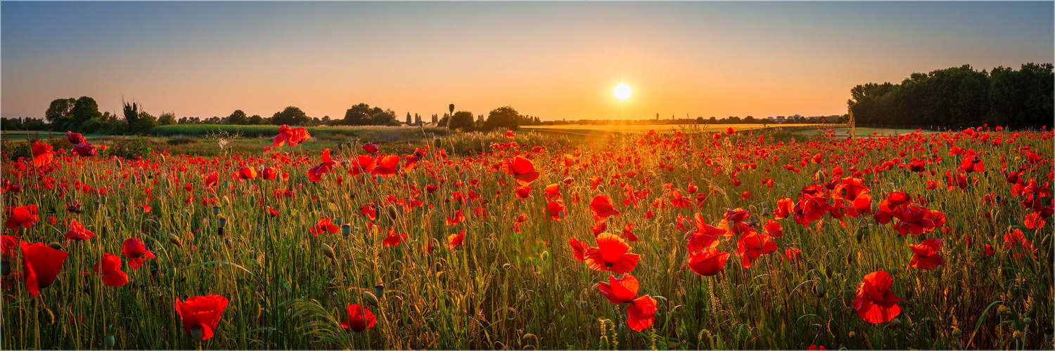 Sonnenuntergang im Mohnfeld