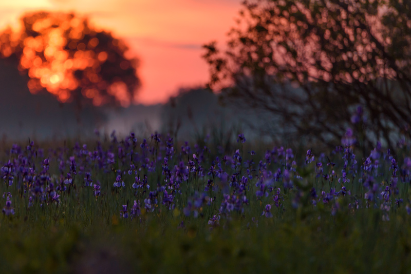 Sonnenuntergang im Moor