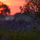 Sonnenuntergang im Moor