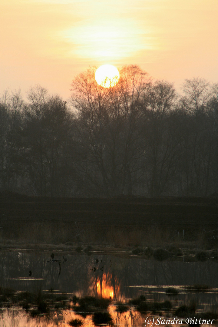 Sonnenuntergang im Moor 7