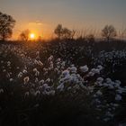 Sonnenuntergang im Moor