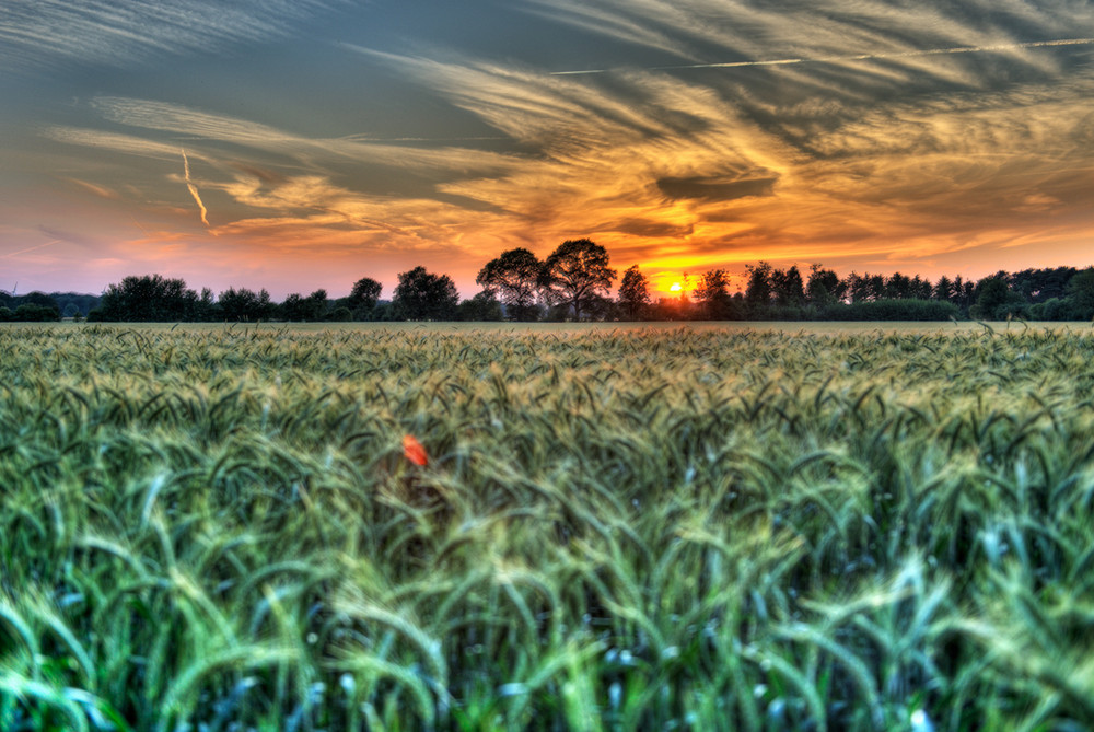 Sonnenuntergang im Münsterland