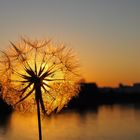 Sonnenuntergang im Mundenheimer Altrheinhafen