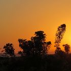 Sonnenuntergang im Naturpark von Wadi El Gemal