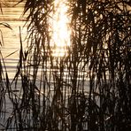 Sonnenuntergang im Naturschutzgebiet Heuckenlock in Hamburg