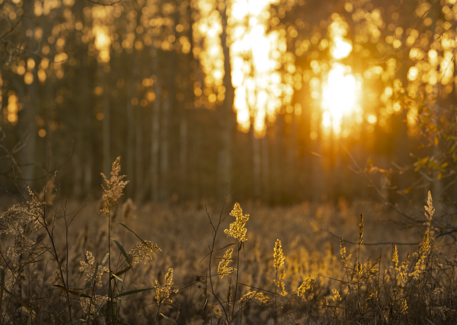 Sonnenuntergang im Naturschutzgebiet Schellbruch.