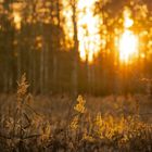 Sonnenuntergang im Naturschutzgebiet Schellbruch.