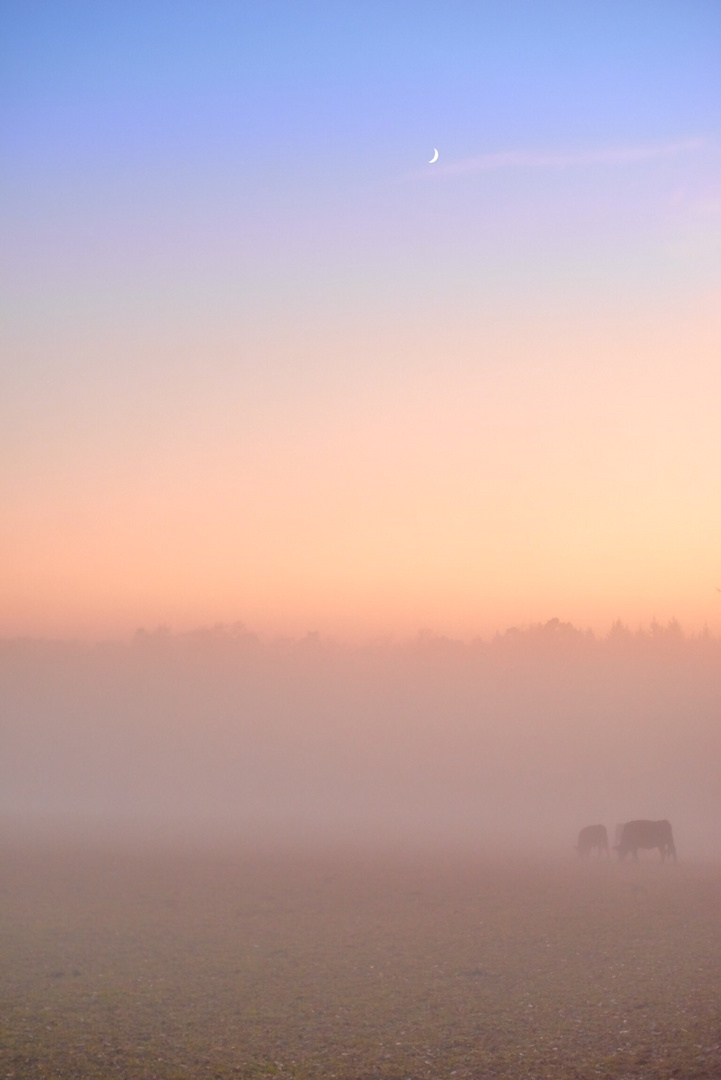 Sonnenuntergang im Nebel auf der Weide