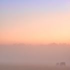 Sonnenuntergang im Nebel auf der Weide