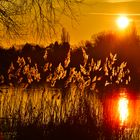 Sonnenuntergang im Neuen Garten 2