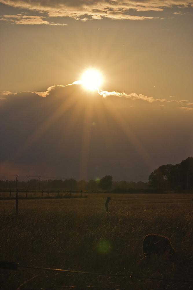 Sonnenuntergang im Oderbruch