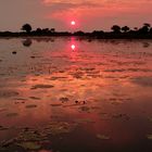 Sonnenuntergang im Okavango Delta