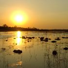 Sonnenuntergang im Okavango Delta