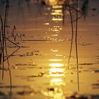 Sonnenuntergang im Okavango-Delta