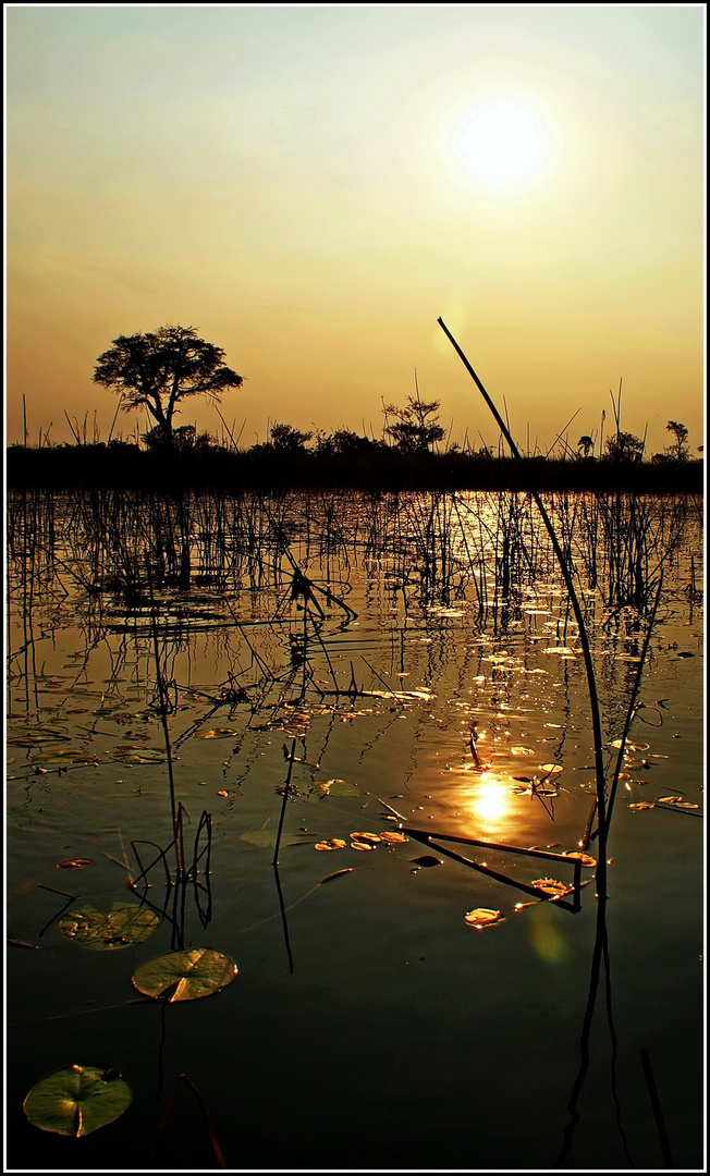 Sonnenuntergang im Okavango - Delta