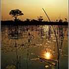 Sonnenuntergang im Okavango - Delta